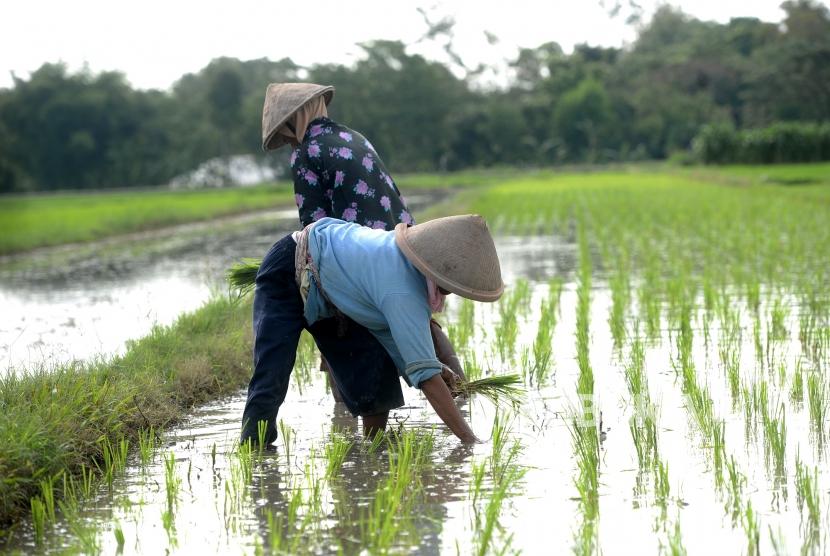 program menanam padi seluas 100 hektar gampong blang me timu